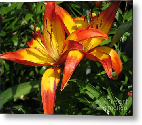 Asiatic Lily Metal Print featuring the photograph Asiatic Lily named Cancun #4 by J McCombie