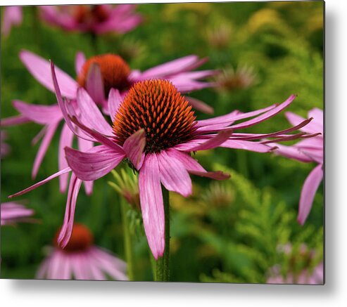 Jouko Lehto Metal Print featuring the photograph Eastern purple coneflower in a windy day by Jouko Lehto