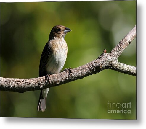 Nature Metal Print featuring the photograph Indigo Bunting #5 by Jack R Brock