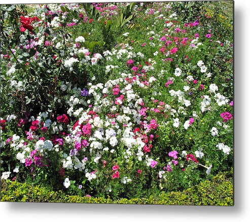 Bed Metal Print featuring the photograph A bed of beautiful different color flowers by Ashish Agarwal