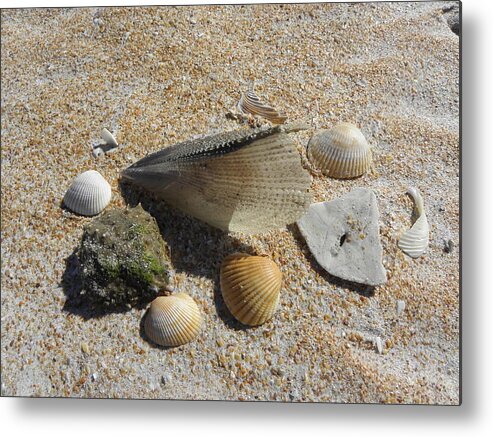 Sea Shells Metal Print featuring the photograph A Collection Of Beach Nature by Kim Galluzzo Wozniak