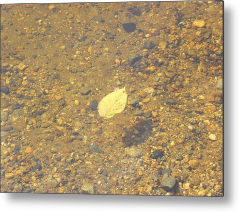 Leaf Metal Print featuring the photograph A Lonely Floater by Kim Galluzzo Wozniak