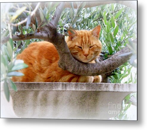 Cat Metal Print featuring the photograph A Nice Napping Spot by Lainie Wrightson