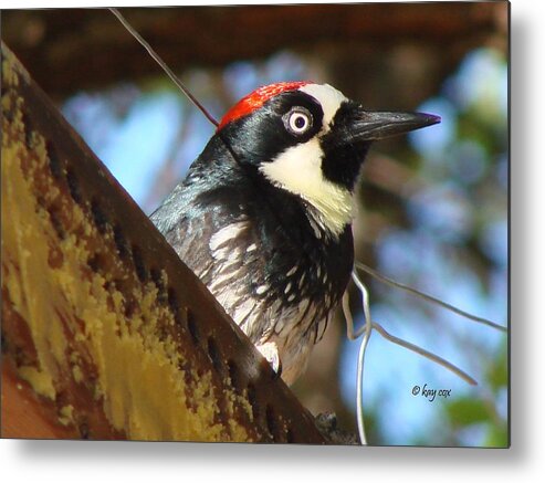 Birds Metal Print featuring the photograph Acorn Woodpecker by Linda Cox