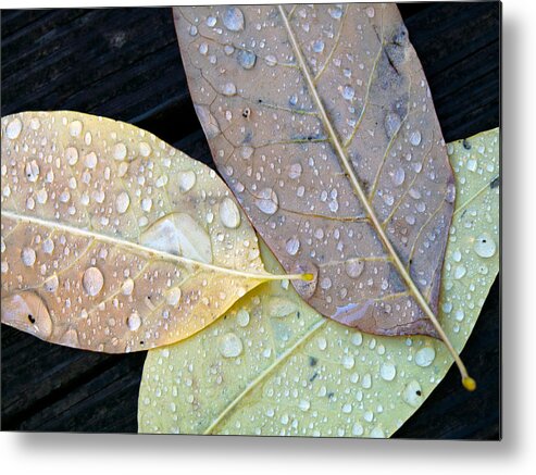 Terry Tanner Metal Print featuring the photograph After the Rain by Terry Eve Tanner