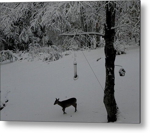 Deer Metal Print featuring the photograph All Alone In Search by Kim Galluzzo