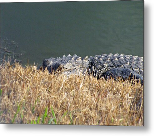  Metal Print featuring the photograph Alligator Eyes by RobLew Photography