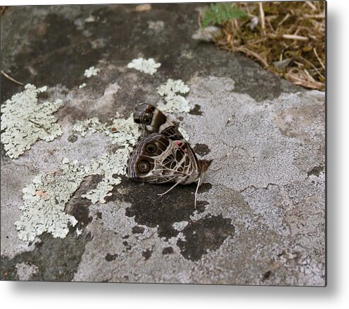 Butterfly Metal Print featuring the photograph American Beauty Butterfly on Rock by Azthet Photography