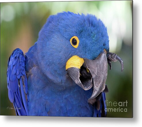 Birds Metal Print featuring the photograph An itch by Sue Karski