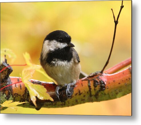 Chickadee Metal Print featuring the photograph Autumn Chickadee by Angie Vogel