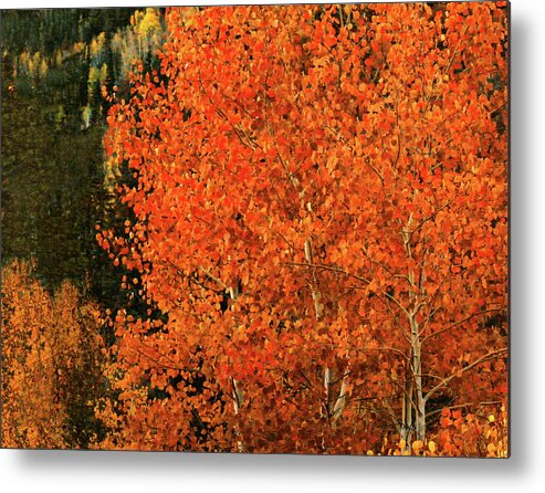 Autumn Splendor Metal Print featuring the digital art Autumn Splendor by Gary Baird