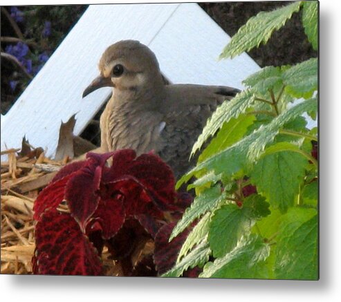 Mourning Dove Metal Print featuring the photograph Baby Dove by Kimberly Mackowski