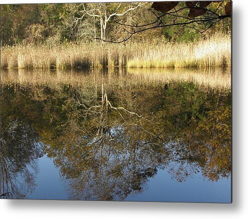 Reflection Metal Print featuring the photograph Bare Reflections by Kim Galluzzo