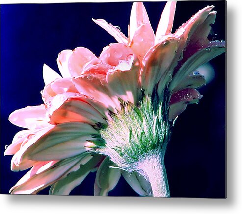 Gerbera Daisy Metal Print featuring the photograph Bathing In Moonlight by Rory Siegel