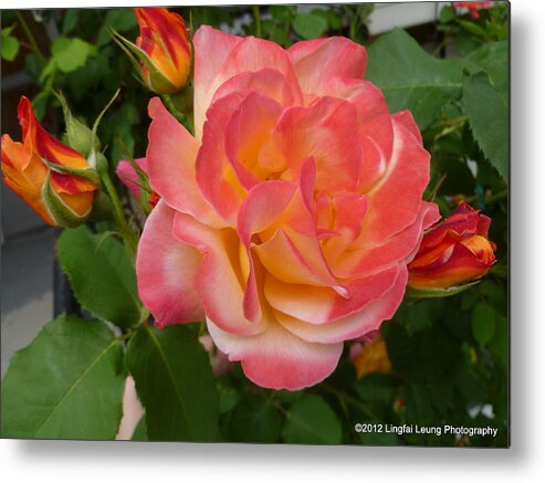 Flower Macro Metal Print featuring the photograph Beautiful rose with buds by Lingfai Leung