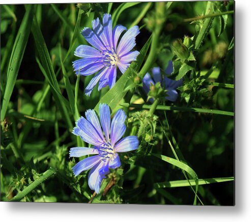 Corn Flower Metal Print featuring the photograph Beauty Of The Field by Bob Johnson