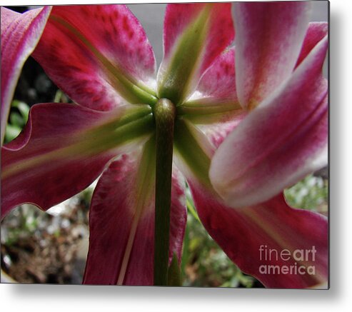 Flowers Metal Print featuring the photograph Behind the Garden by Mark Holbrook