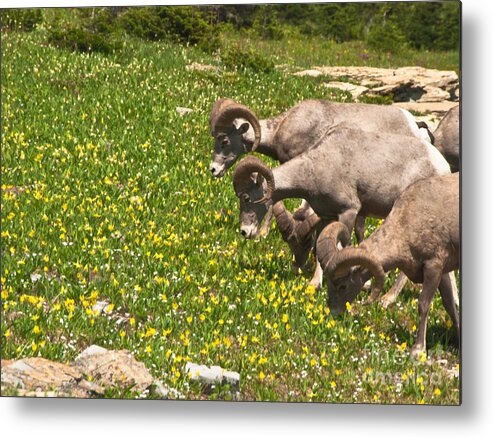 Big Horn Sheep Metal Print featuring the photograph Big Horn Sheep Feeding by Harry Strharsky