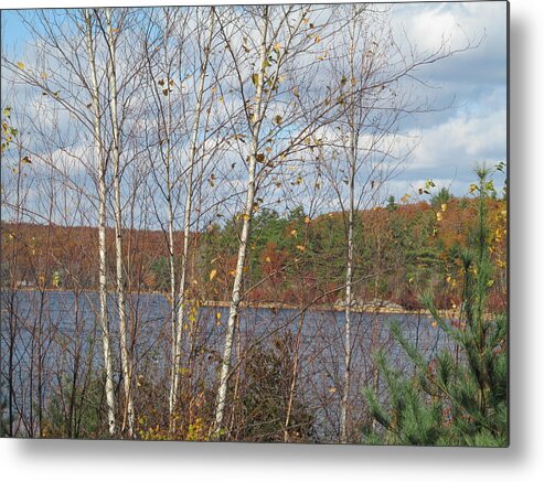 Nature Metal Print featuring the photograph Birches by Loretta Pokorny