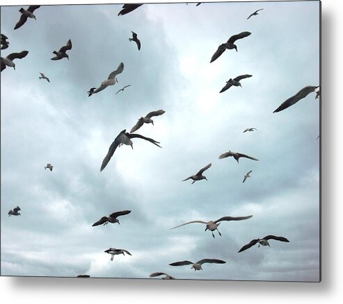 California Metal Print featuring the photograph Birds in Bodega Bay by Kelly Manning