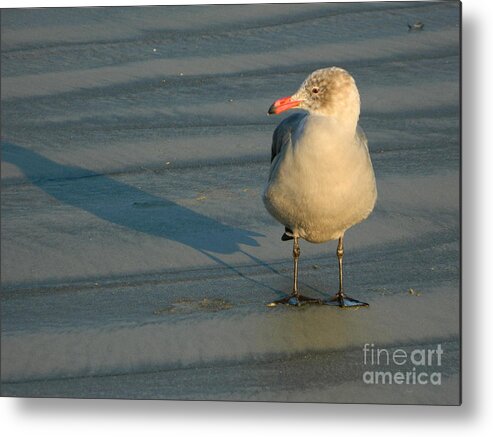 Seagull Metal Print featuring the photograph Black Feet by Everette McMahan jr