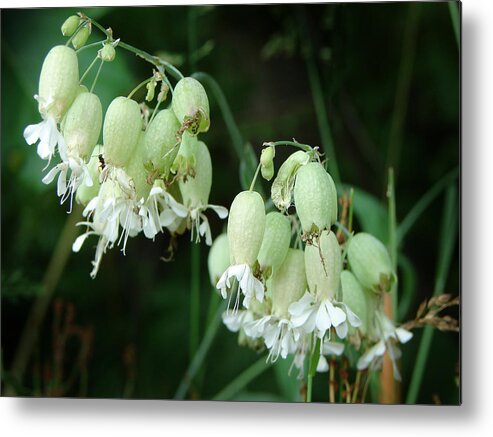 Bladder Campion Metal Print featuring the mixed media Bladder Campian and Ant by Bruce Ritchie