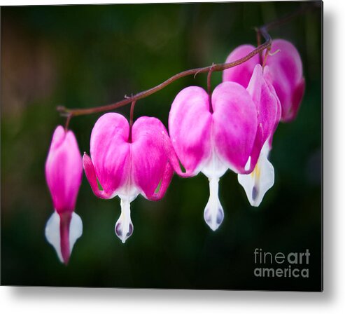 Flower Metal Print featuring the photograph Bleeding Hearts 001 by Larry Carr