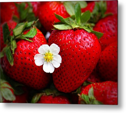 Strawberries Metal Print featuring the photograph Blossom Among Strawberries by Tracie Schiebel