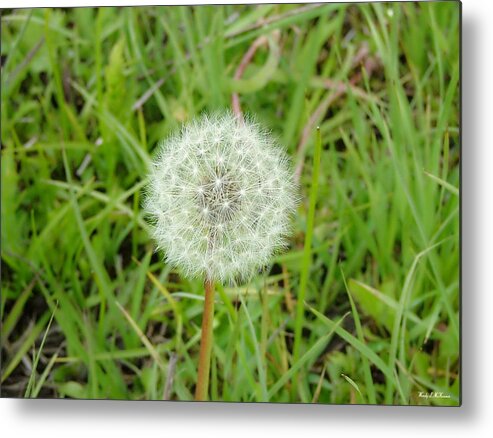 Dandelion Canvas Prints Metal Print featuring the photograph Blow a Wish by Wendy McKennon