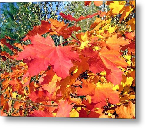 Autumn Metal Print featuring the photograph Bold And Bedazzling by Will Borden