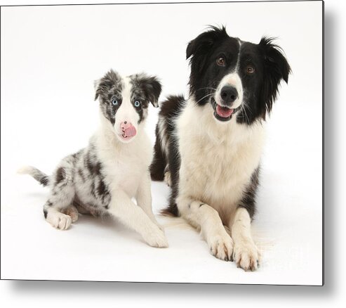 Animal Metal Print featuring the photograph Border Collies by Mark Taylor