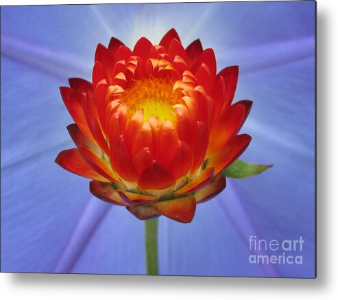 Flower Metal Print featuring the photograph Boundless Photography by Holy Hands