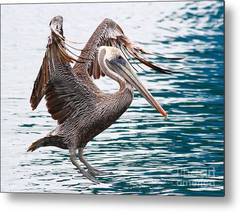 Animal Metal Print featuring the photograph Brown Pelican . 7D8253 by Wingsdomain Art and Photography