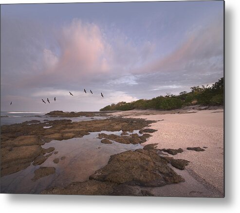 00176401 Metal Print featuring the photograph Brown Pelican Group Flying Over Playa by Tim Fitzharris