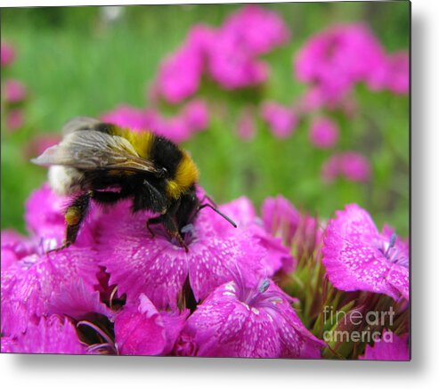 Bumble Bee Metal Print featuring the photograph Bumble Bee Searching the Pink Flower by Ausra Huntington nee Paulauskaite