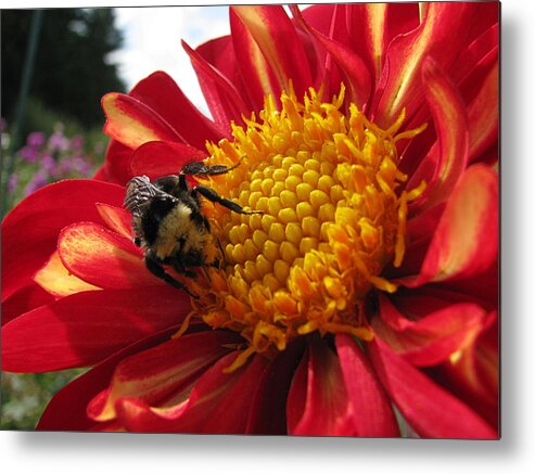 Oregon Metal Print featuring the photograph Bumblebee Dahlia 1 by Lora Fisher
