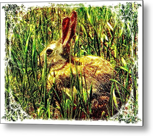 Bunny Metal Print featuring the photograph Bunny by Michelle Frizzell-Thompson