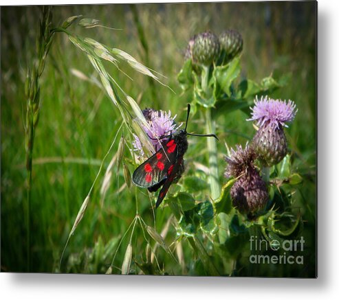 Six Spot Burnet Moth Metal Print featuring the photograph Burnet Moth by Yvonne Johnstone