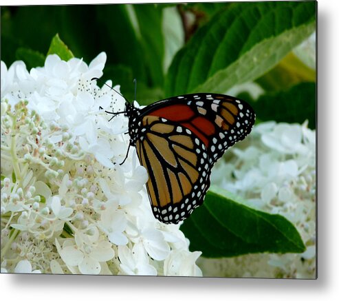 Terry Tanner Metal Print featuring the photograph Butterfly Dreams by Terry Eve Tanner