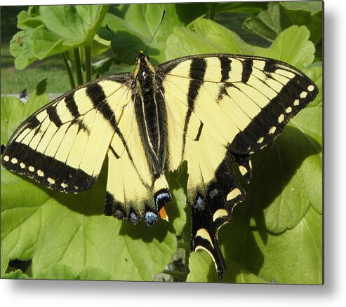 Butterfly Metal Print featuring the photograph Butterfly that got away by Kim Galluzzo