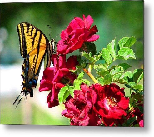 Flowers Metal Print featuring the photograph ButterflyRose by Rick Wicker