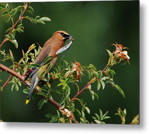 Bird Metal Print featuring the photograph Cedar Waxwing with a bug by Jim Boardman