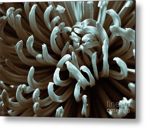 Chrysanthemum Metal Print featuring the photograph Chrysanthemum by Jeff Breiman