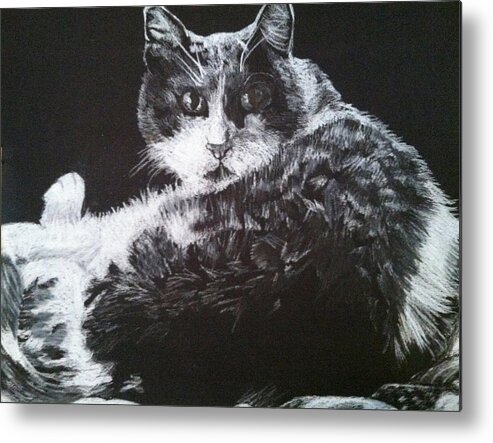 Cat Metal Print featuring the drawing Cindy by Darcie Duranceau