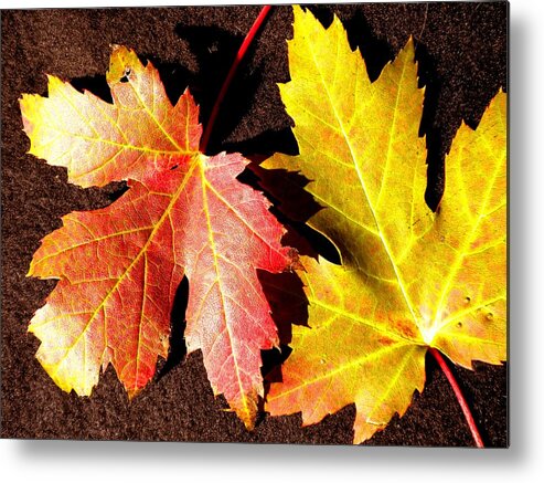 Maple Leaf Metal Print featuring the photograph Colorful Pair by Renate Wesley