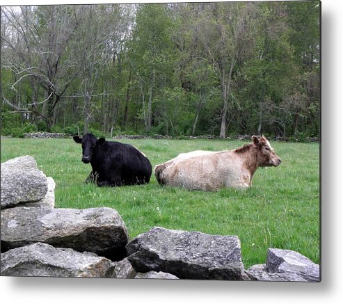 Cows Metal Print featuring the photograph Cows by Kim Galluzzo