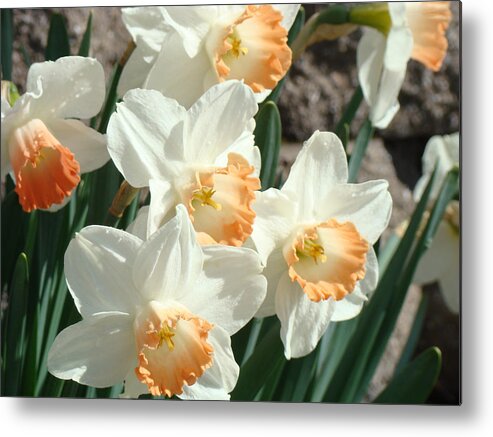 Daffodil Metal Print featuring the photograph Daffodil Flowers art prints Spring Floral by Patti Baslee