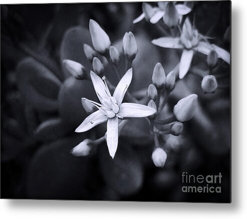 Flowers Metal Print featuring the photograph Daydream by Ellen Cotton