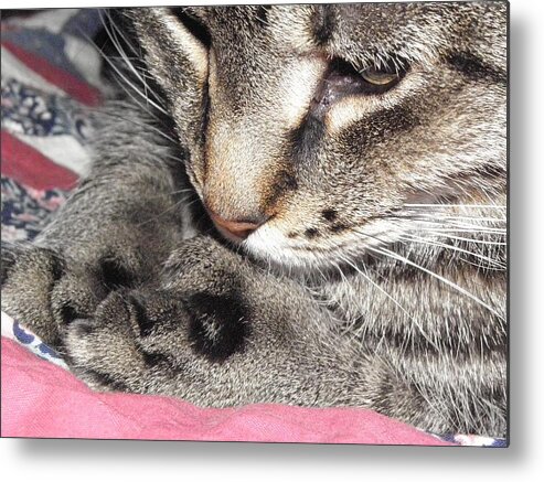 Cat Metal Print featuring the photograph Deep In Thought by Kim Galluzzo