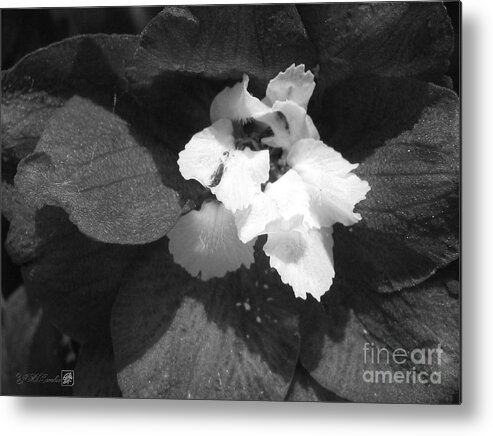 Delphinium Metal Print featuring the photograph Delphinium from the Magic Fountains Hybrid named Blue with White Bee by J McCombie